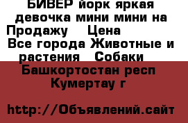 БИВЕР йорк яркая девочка мини мини на Продажу! › Цена ­ 45 000 - Все города Животные и растения » Собаки   . Башкортостан респ.,Кумертау г.